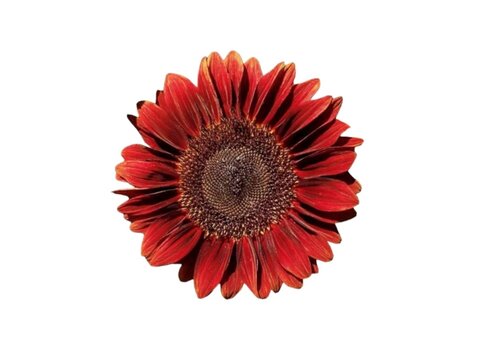 The background is white. The clear picture is a red sunflower with red petals arranged in a circle with many layers. In the middle of the flower are brown seeds.