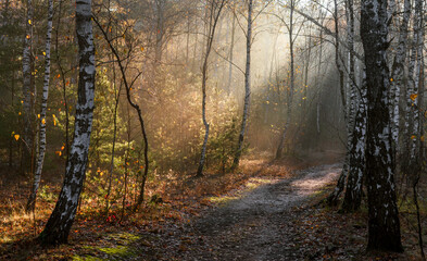 The sun's rays break through the tree branches. Morning in the forest or park. Walking outdoors.
