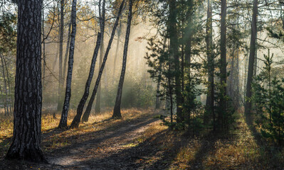 Obraz premium Morning in the forest. The sun's rays penetrate the tree branches. Good autumn weather for walks in nature.