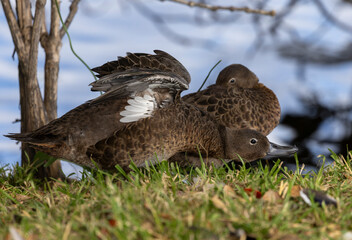 Two brown teal, pāteke (Anas chlorotis) on grass, one stretching, Waikanae, New Zealand