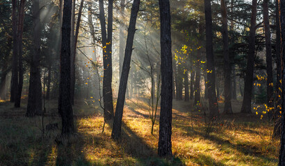 Morning in the forest. The sun's rays penetrate the tree branches. Good autumn weather for walks in nature.