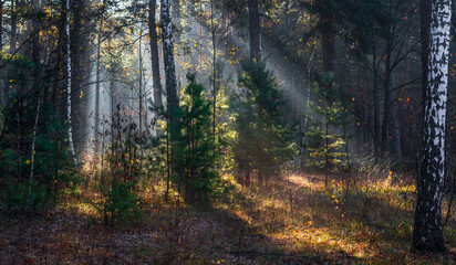 Morning in the forest. The sun's rays penetrate the tree branches. Good autumn weather for walks in nature.