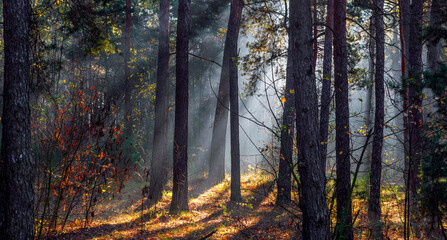 Morning in the forest. The sun's rays penetrate the tree branches. Good autumn weather for walks in nature.