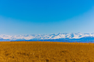 tall dry yellow grass field in front of mountains sunny autumn afternoon.