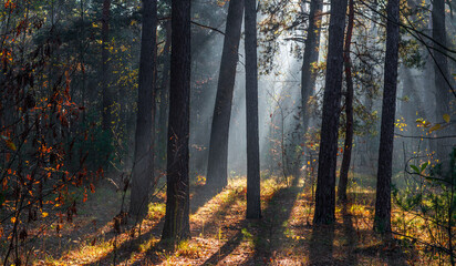 Morning in the forest. The sun's rays penetrate the tree branches. Good autumn weather for walks in nature.