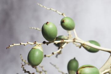 Green palm fruits (buah palem). Green color on white and gray backgrounds.