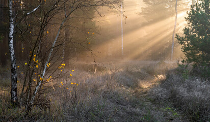 Morning in the forest. The sun's rays penetrate the tree branches. Good autumn weather for walks in nature.