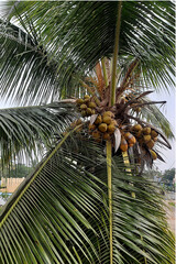 Coconut Tree Laden with Fruits