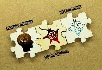 wooden puzzle with icons of sensory neurons, motor neurons, and interneurons. the neurons found in the human nervous system - obrazy, fototapety, plakaty