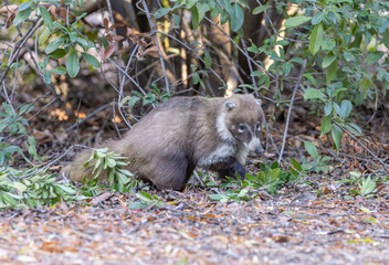 Coati on Forest Floor