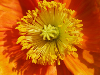 Beautiful spring flowers, Close up of orange papaver rhoeas (orange corn poppy) flower in sunny day. Macro photography of nature.
