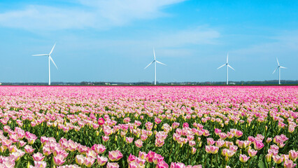 panorama of blooming tulip fields in the Netherlands in spring time. Wind turbines for electric power production on the horizon