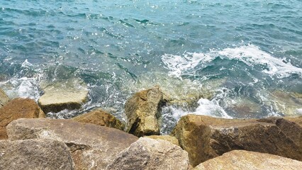Fototapeta na wymiar sea lion on the rock