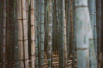 Bambo Forest in Kyoto