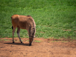 Antilope broutant de l'herbe dans la savane africaine 