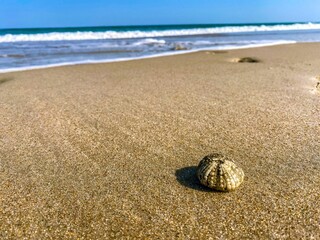 shell on the beach