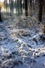 Open area with overgrown bushes in a snowy winter forest. Background photo with backlight and blurring trees and sun rays in the background