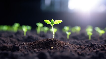 The young plants, The seedling are growing from the rich soil to the morning sunlight that is shining, ecology concept.