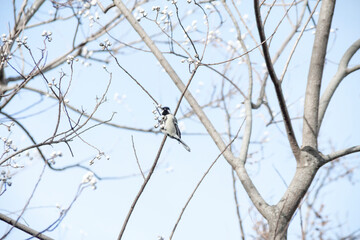 木の実を啄む小鳥（シジュウカラ）