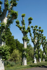 Row of pollarded plane trees along a road in France. Pollarding trees is a common practice in many European cities