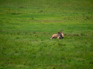 Naklejka na ściany i meble Gazelle allongée seule dans la prairie 