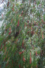 mexican pink pepper tree