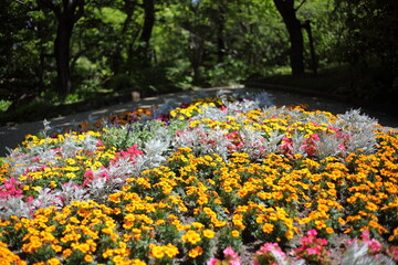 Fototapeta premium 初夏の花畑 