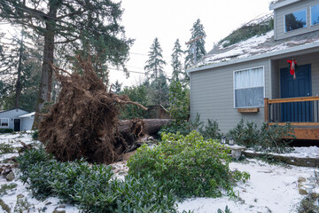 Uprooted large tree outside a residential house after severe winter snow storm and strong winds.