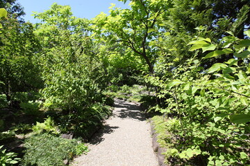 新緑の散歩道　
