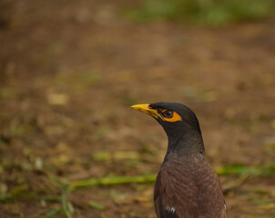 yellow billed myna