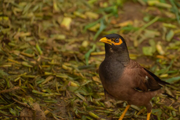blackbird in the grass