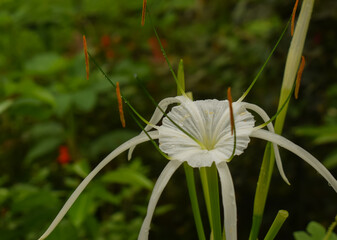 white daisy flower