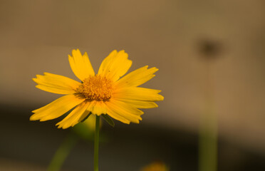 yellow flower in the garden