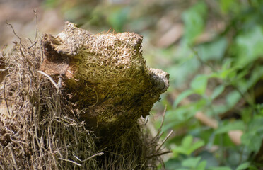 Discover the enchanting allure of bamboo roots mimicking the charm of a monkey's features