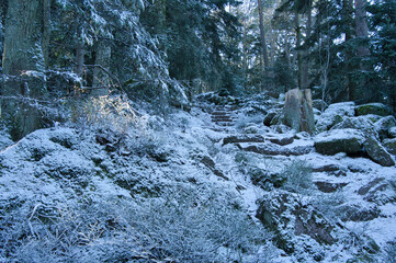 Winterwald in den Vogesen