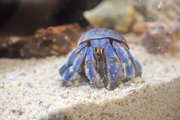 白い砂の上に乗るヤドカリ