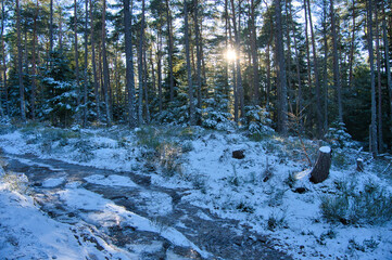 Winterwald in den Vogesen