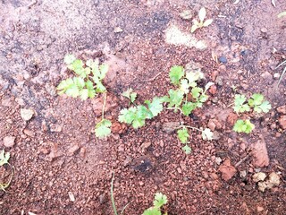 Small plants on red ground, agriculture concept