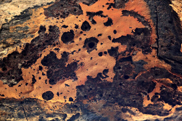 The surface of the jackfruit tree When the seasons change and the surface will turn red. 