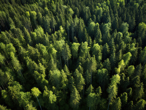 Awesome Aerial top view of summer green trees in forest in rural Finland