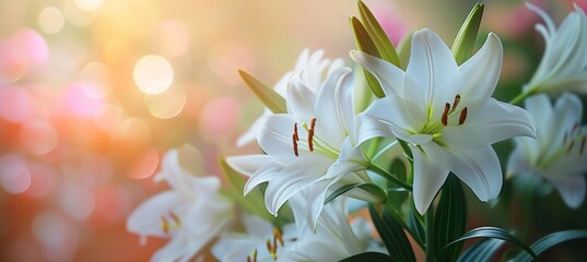 white lilies with a blurry background