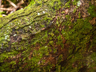 Lichens sur un tronc d'arbre  