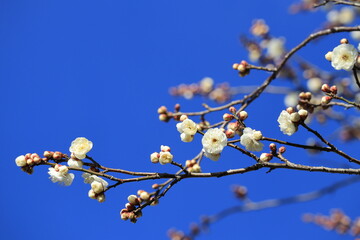 青空に映える白梅