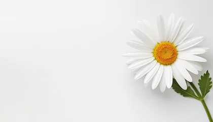 Gordijnen Chamomile on white background close-up flower © terra.incognita