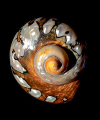South African Turban Shell on a black background