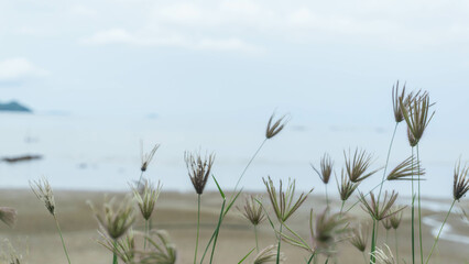 Blur of grass on the beach with sea and sky background.