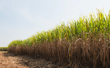 sugar cane fields, agriculture, green plants,growth