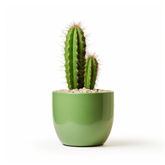 A vibrant green cactus with sharp spines potted in a container against a pure white background.