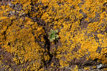 Small succulent in the stone between yellow lichens