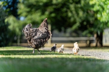 Pasture raised poultry on a regenerative agriculture farm. With hens with chickens and chooks in a backyard